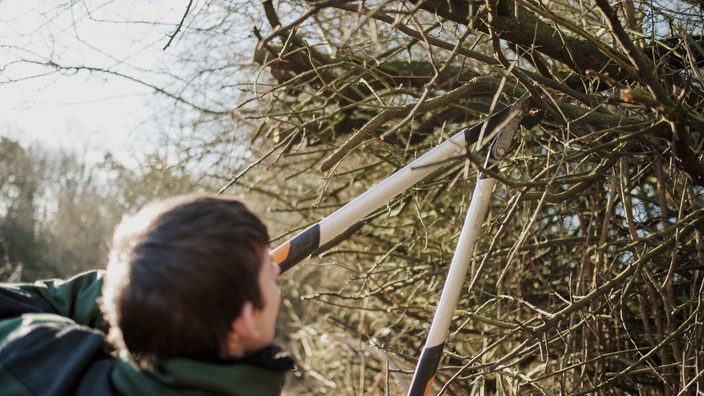 Eine Person verschneidet eine Hecke mit einer Astschere.